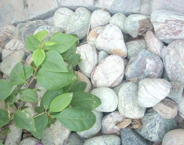Green Forest Pebbles